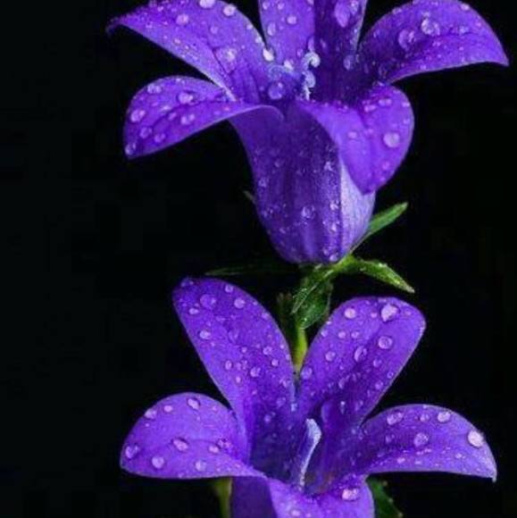 clove5512